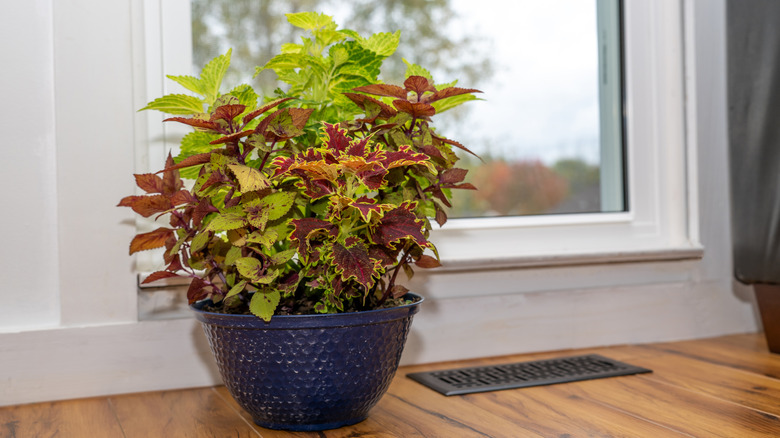 A coleus plant in a blue pot, sitting on a hardwood floor next to a window