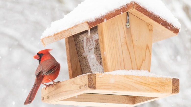 cardinal perching on feeder