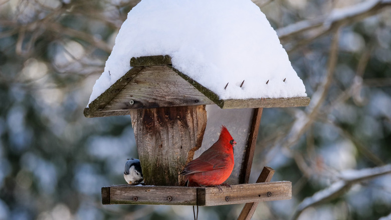 cardinal at feeder beside trees