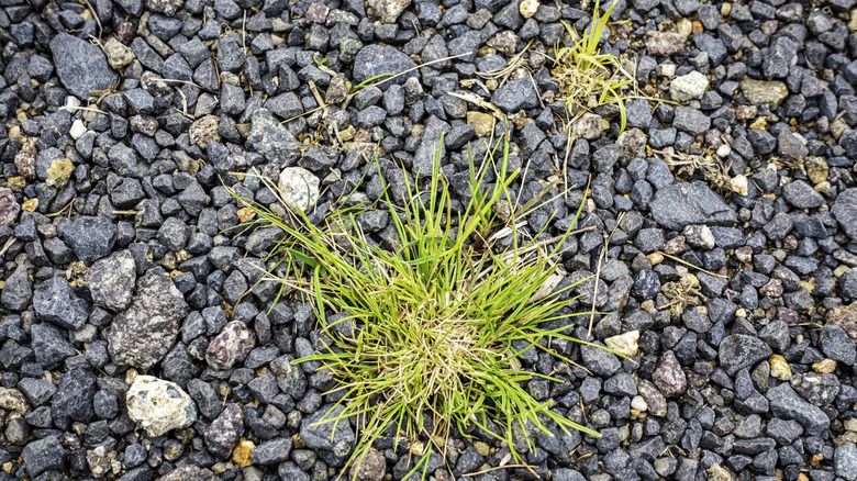 A close up of weeds growing through chunky gravel