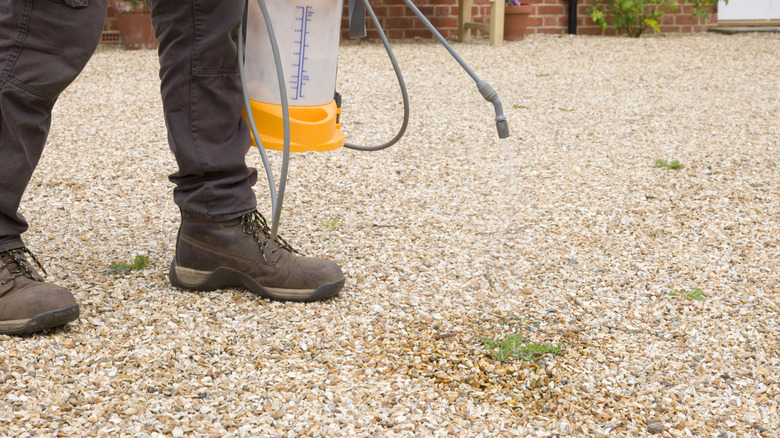 A person spraying a gravel driveway with herbicide