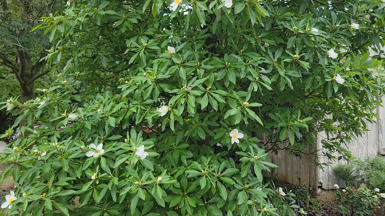 Mountain gordlinia tree in bloom