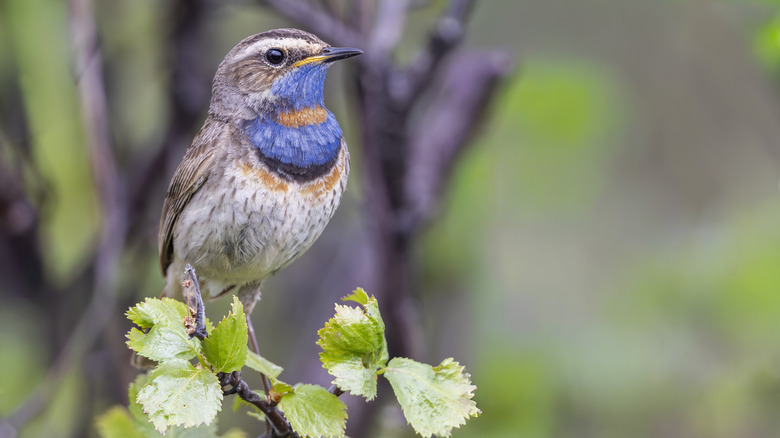Small song bird perched on a branch