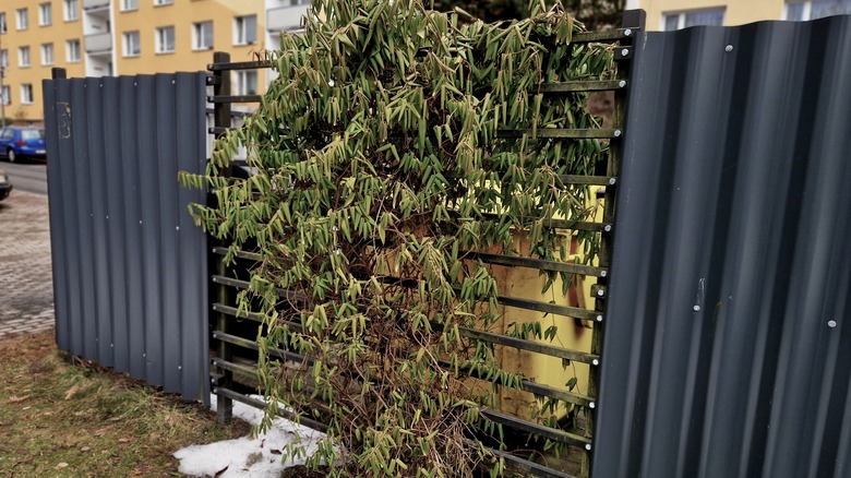 a trash bin behind an overgrown trellis