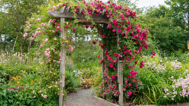 roses growing up an arbor