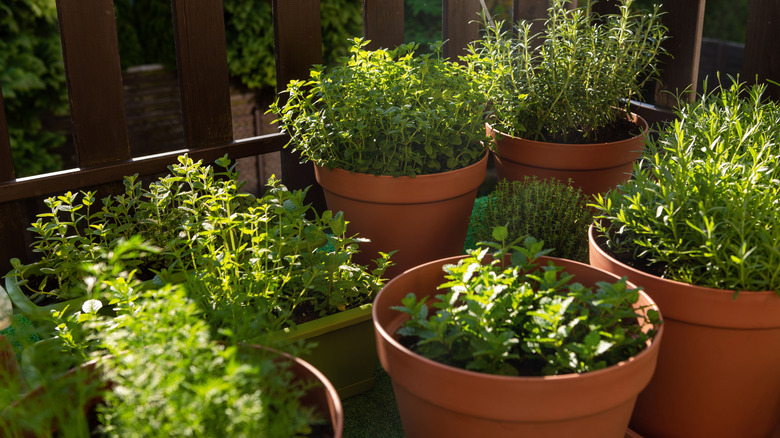Herbs growing in pots