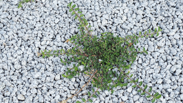 weeds growing in a gravel driveway