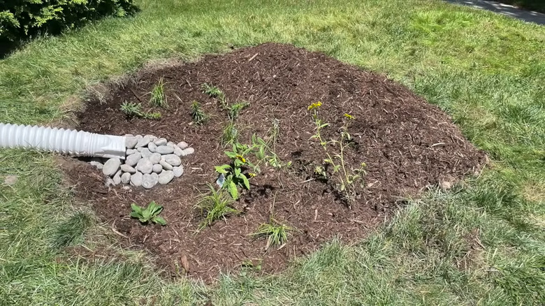 A small rain garden fed by a downspout extrension