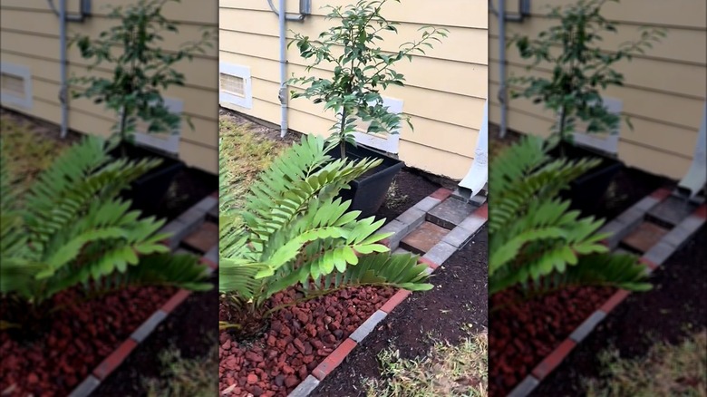 @CatDadChad's downspout rain garden