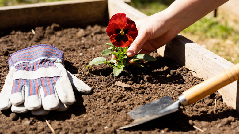 A hand plants a red flower in soil next to gardening gloves and a trowel