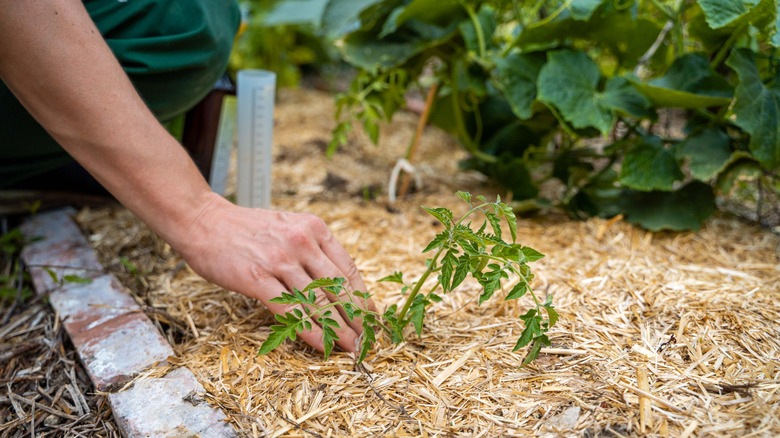Person planting young tomato sprout covered in straw mulch.