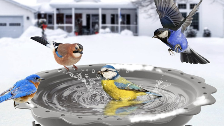 Four birds in a heated birdbath in the winter near a snowy front yard