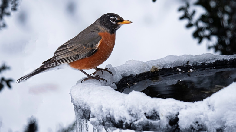A brown and orange bird on a frozen bird bath