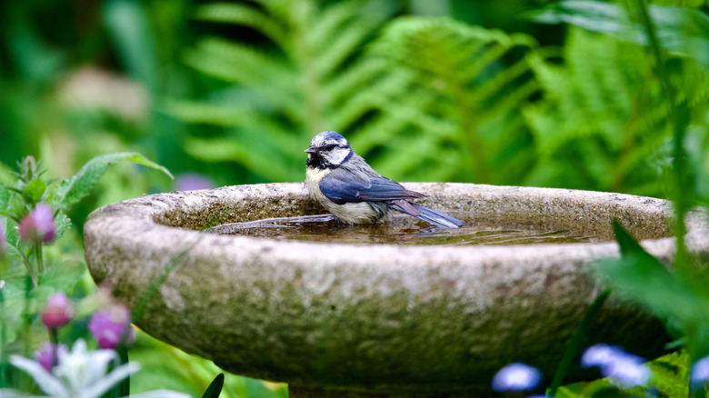 A tiny blue bird in a birdbath