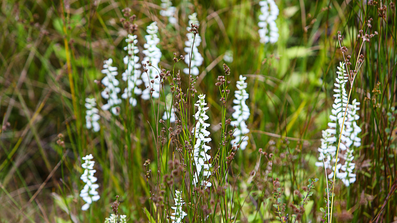 Nodding ladies' tresses growing in the wild