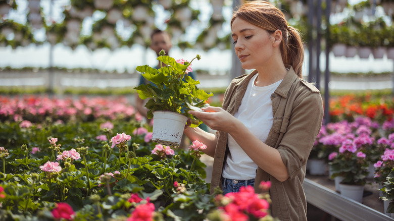 Woman choosing flowers from a nursery