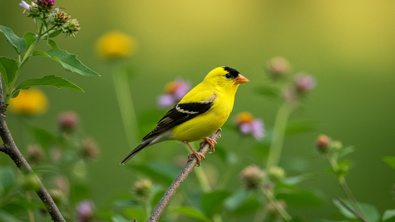 An American Goldfinch is surrounded by wildflowers
