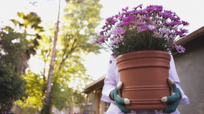 A person holding a purple flower in a planter pot