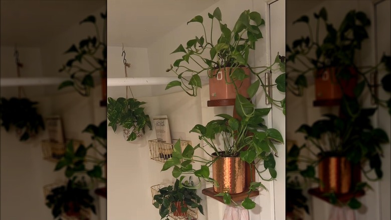 Old paper towel holder mounted on a bathroom wall holding plants