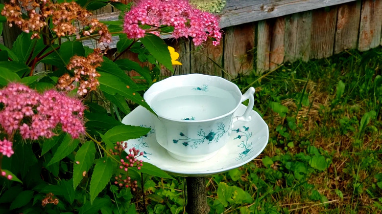 A vintage teacup and saucer acting as a birdbath in a garden.