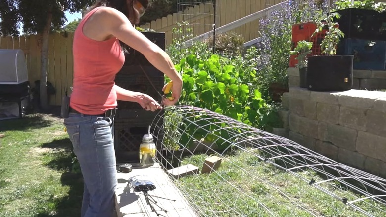 Woman clipping wire tomato cage with pliers in backyard beside grass and stone ledges