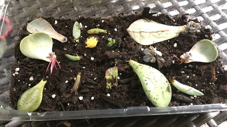 Small cactus planter in fruit container