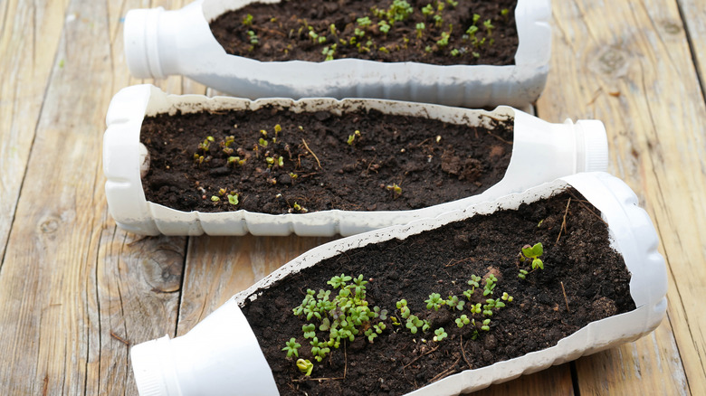 seedlings growing in plastic bottles