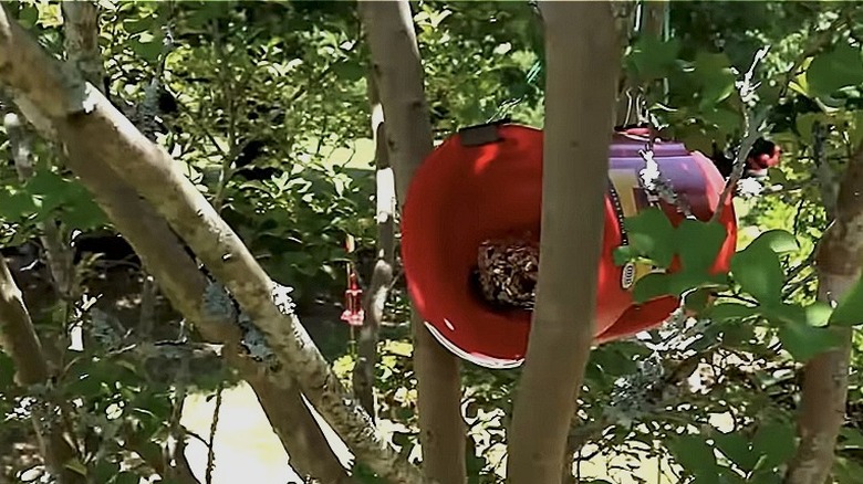 DIY coffee can bird feeder in a tree keeping seed dry.