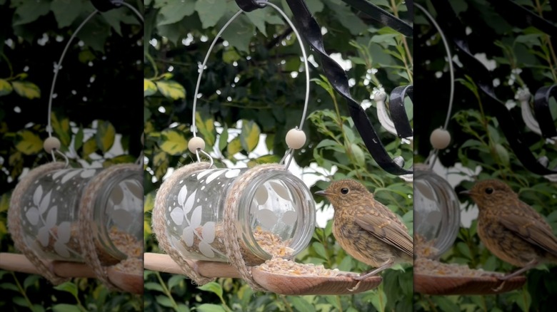 A bird sitting on a feeder made from a glass jar and wooden spoon with seeds coming out and greenery in the background