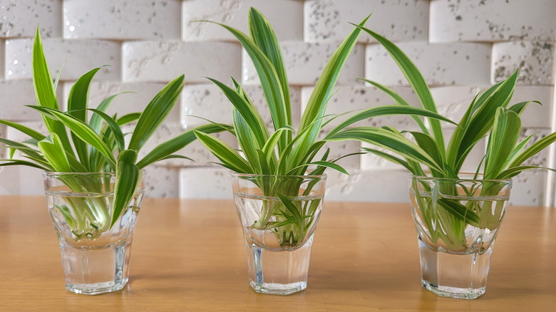 Three water glasses holding spider plant trimmings for propagation