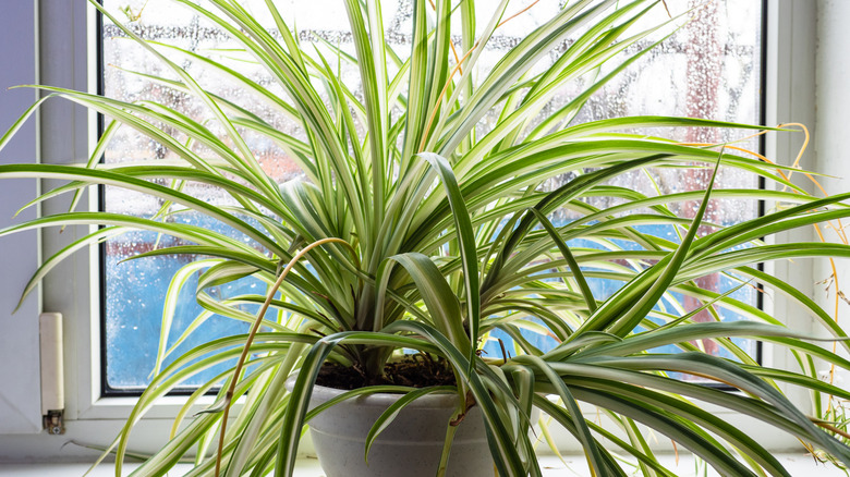 A thriving, leafy spider plant sits indoors in front of a window