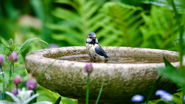 bird enjoying a bird bath