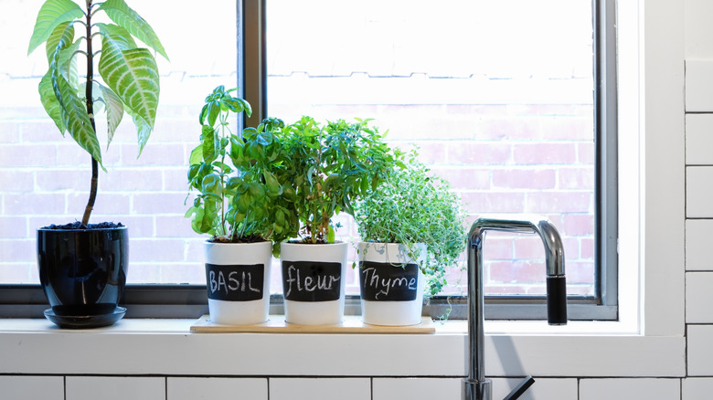 Transform Your Kitchen Windowsill Into A Lush, Thriving Herb Garden