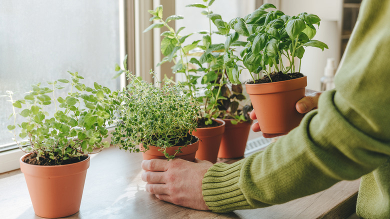 Person in a green sweater arranging potted herbs near a window