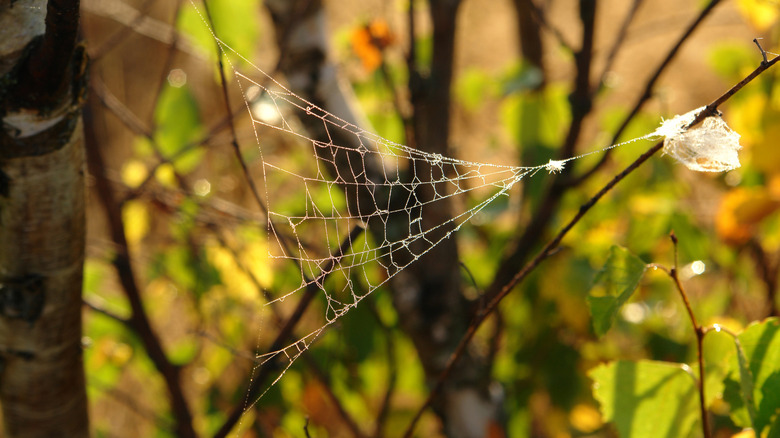 A triangle spider web suspended between tree branches