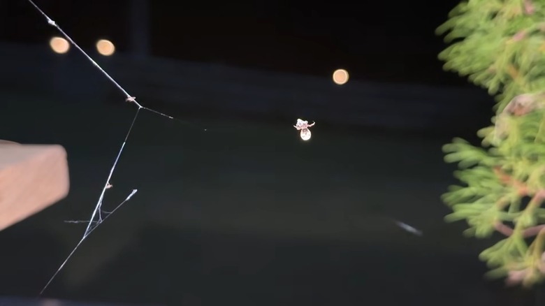 A triangle weaver spider weaving its web at night