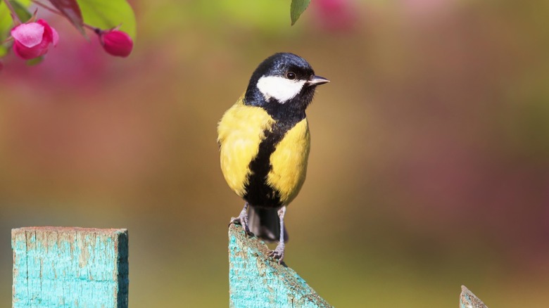 Black and yellow tit bird perched on teal fence post