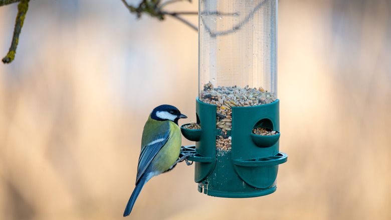 A bird perched on a green feeder