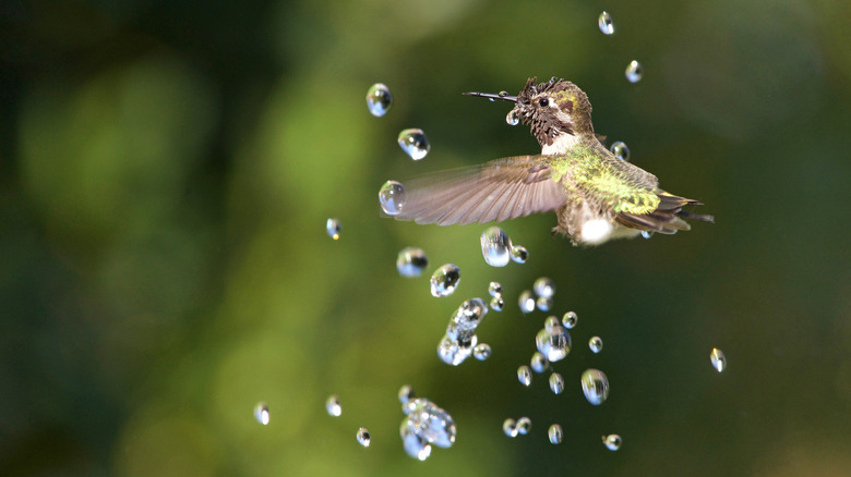 hummingbird playing in water spray