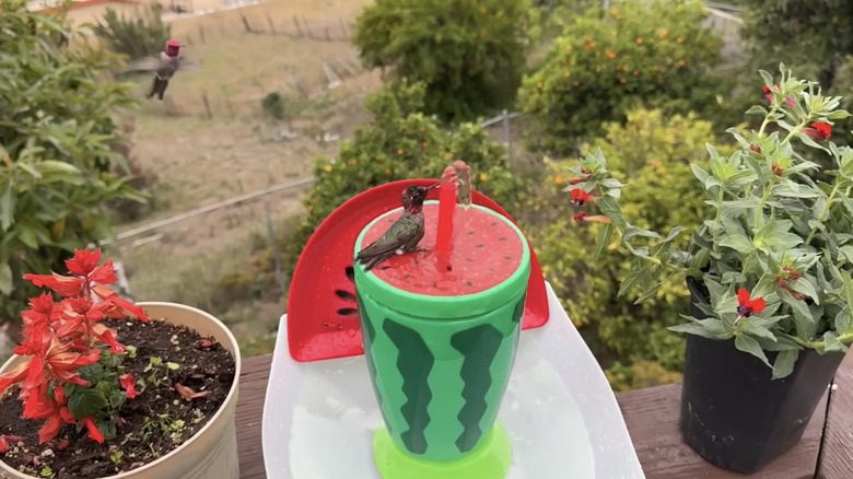Hummingbird bathing in DIY travel cup fountain bath