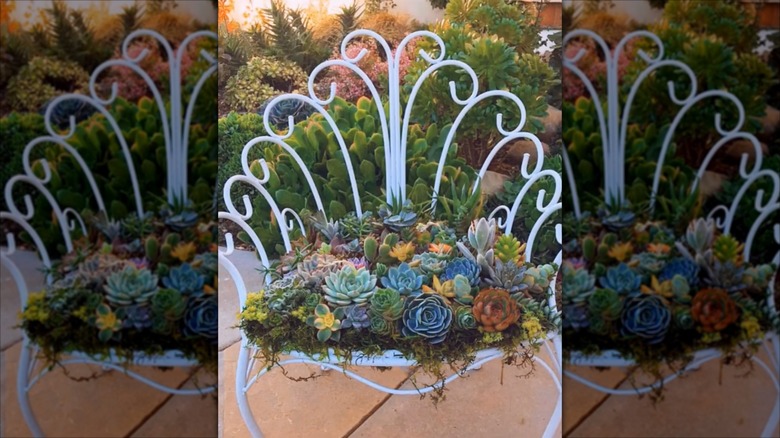 The seat of an old white metal garden chair is filled with colorful succulents and moss