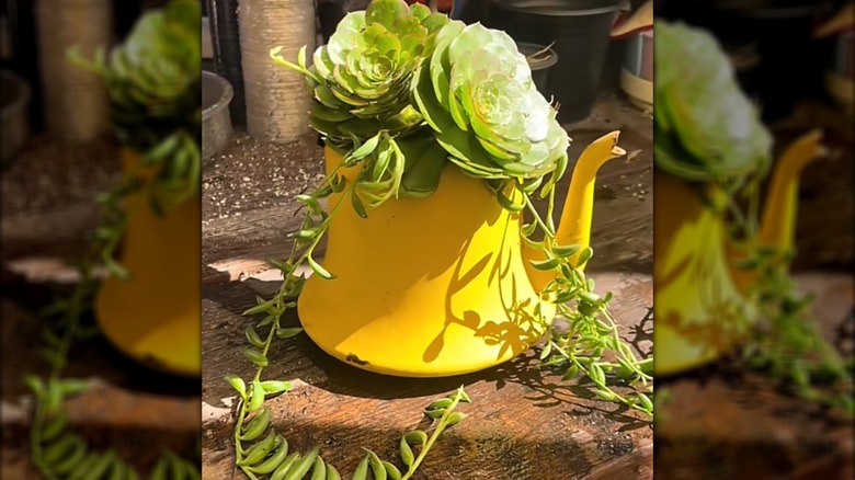 Succulents planted in a yellow tea kettle