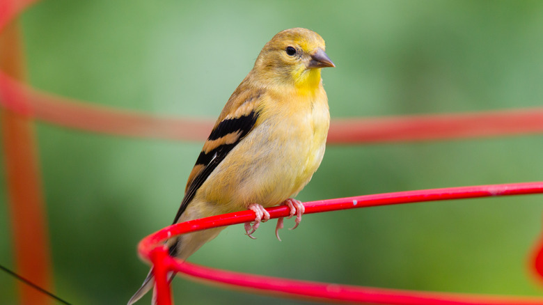 A yellow bird perched on a red tomato cage