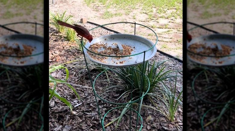A cardinal on a tomato cage bird feeder in a garden