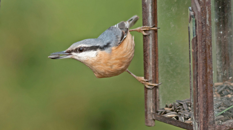 Repurposed railroad lantern as bird feeder