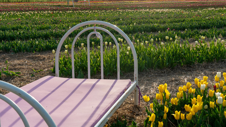 Vintage bed frame in a tulip field
