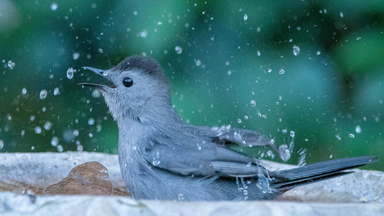 A gray bird in a birdbath
