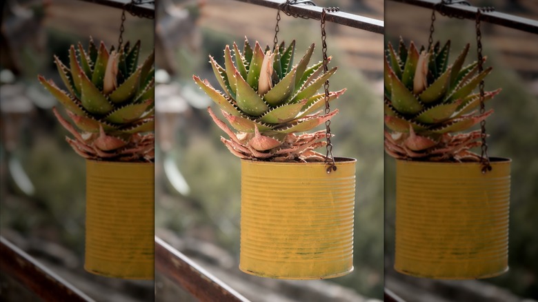 a DIY soup can planter with a succulent growing inside it