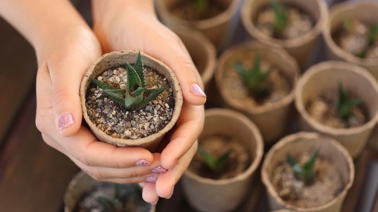 hands holding a small succulent in a paper cup