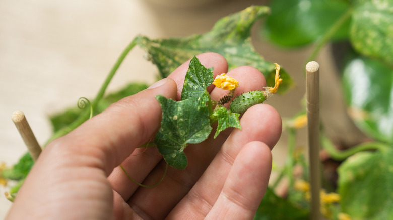Person investigating young cucumber plant on home trellis in garden